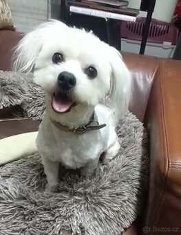 Nabízím ke krytí: Zkušený maltézský psík (Ostrava)