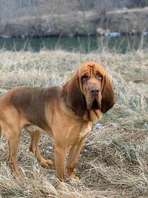 Bloodhound - 1