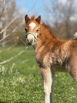 Welsh mountain pony - hřebeček