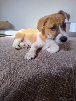 Jack Russell teriér