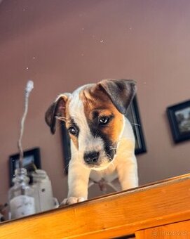 🐶✨ Okamžitě k odběru – Štěňátko Jack Russell