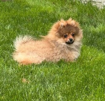 Pomeranian – trpasličí špic – malá sobolová fenka s rodokmen