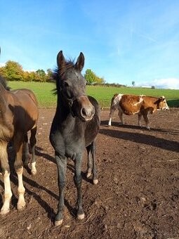 Letošní pony hřebeček
