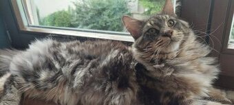 Mainska myvalia, Mainne coon,Mco mainský