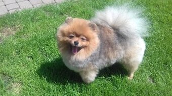 Pomeranian