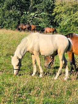 Prodám pony hrebecka