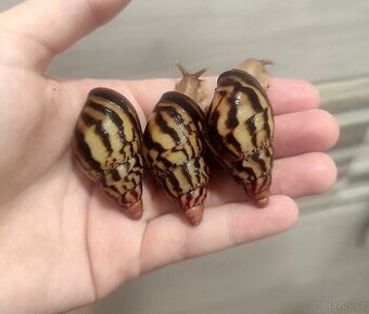 Šnek Lissachatina iredalei zanzibar