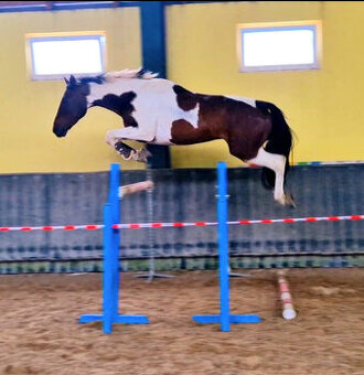 VŠESTRANNÝ valach - AJ PRE AMATÉROV - VÝRAZNÉ ZNÍŽENIE CENY