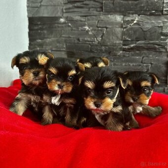 Jorkšírský teriér s PP / FCI