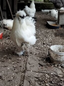 Kohout Hedvábnička vousatá