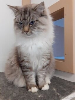 Kocour Ragdoll ke krytí