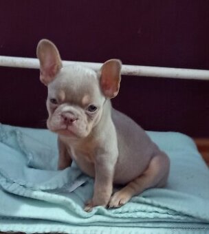 Francouzský buldoček