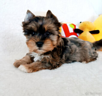 Jorkšírský teriér