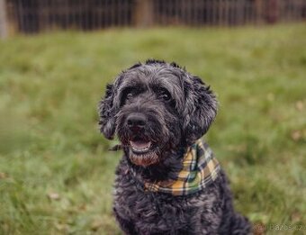 FILÍPEK - 15 kg, kastrovaný psík 12 let