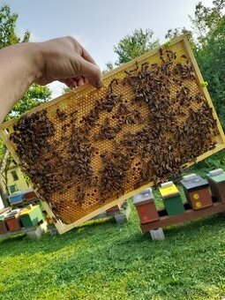 Včelí oddělky 2026