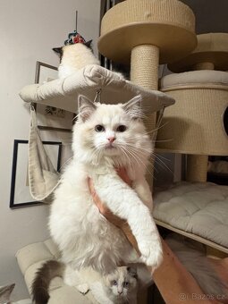 Ragdoll kotě s PP / Ragdoll kočka s PP