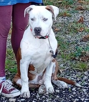 Americký stafordšírský teriér s PP mladého pejska