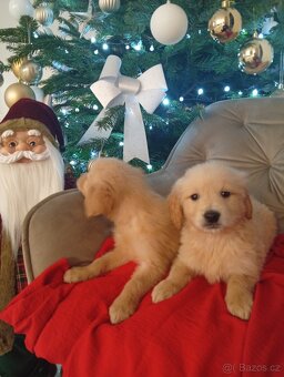 Zlatý Retrívr bez pp