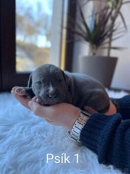 Americký stafordšírský teriér, staford modrý, amstaff - 1