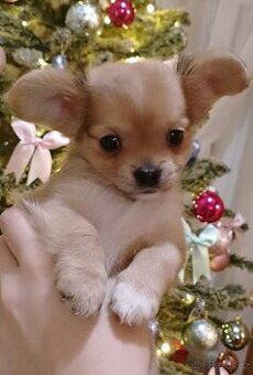 Čivavý štěňátko