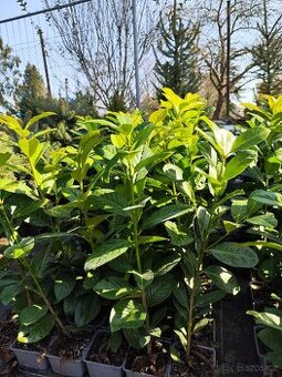 Sazenice bobkovišeň Novita.            V40-60 K1.5L