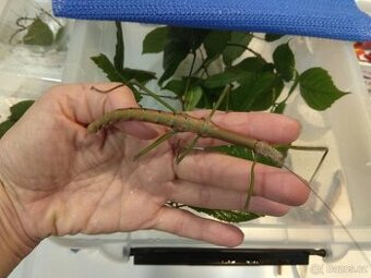 Nuichua Rabayae "Nui Chua" - pakobylky asijské