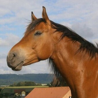 Valach na aktivní rekreaci