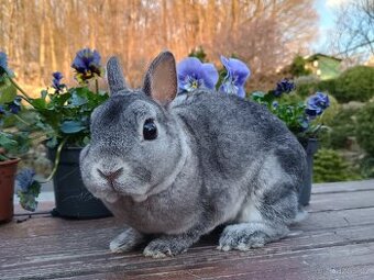 Zakrslý rex činčilový