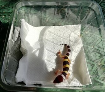 Gekončíky noční, mládě.+ nové terárium 3 měsíce. 80x40x40 Př