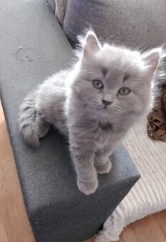 Britský modrý kocourek