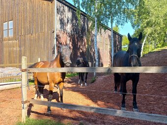 Ustájení-posledni box
