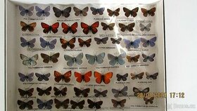 Sbírka motýlů modrásci a babočky