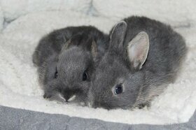 Zakrslí králíčci mini saten gen - 1