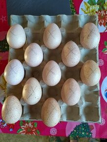Nabízím vejce krůty bronzové