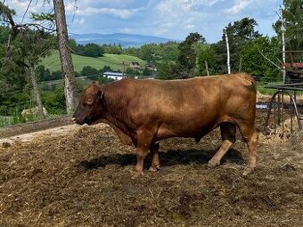 Plemenný býk aberdeen angus