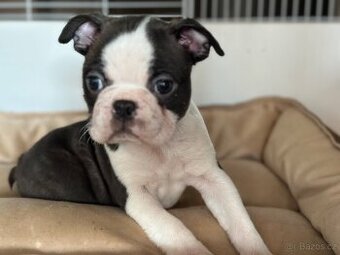 Boston Terrier - 1