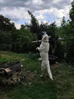 Nabízím ke krytí bílého Švýcarského ovčáka.