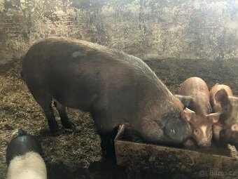 Prasnice xDuroc