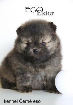 Pomeranian s PP/ FCI