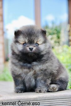 Pomeranian s PP/ FCI