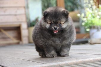 Pomeranian s PP/ FCI