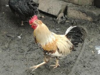 kohouti