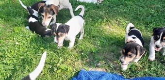 Štěňě Jack Russell Teriér