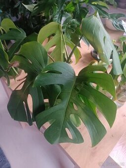 Monstera Deliciosa