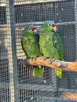 Amazoňan žlutolící-chovný pár