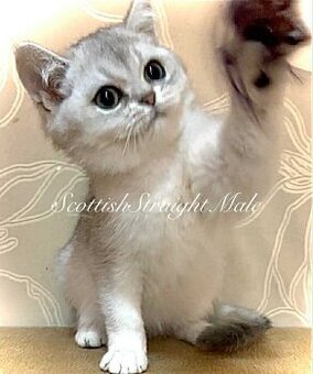 Škótska klapouchá mačka s PP