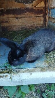 Novozelandsky králík