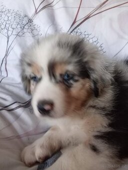 Australský ovčák bez PP fenka (tmavě zelený obojek)