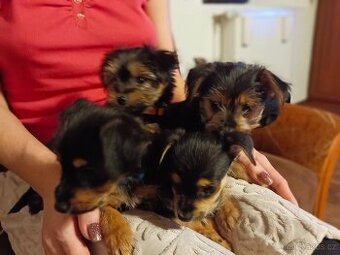 Štěňata yorkšírský(jorkšírský )teriér - bez PP, kříženec
