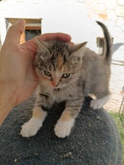 Koťátka od britské kočky